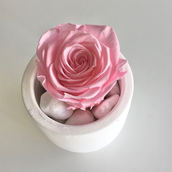 💗Valentine Gift 🌹Forever Rose - Picture 3 of 3